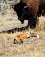 Fox and Bison